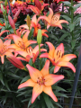 Lilium Royal Sunset 