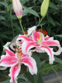 Oriental Lily Stardancer