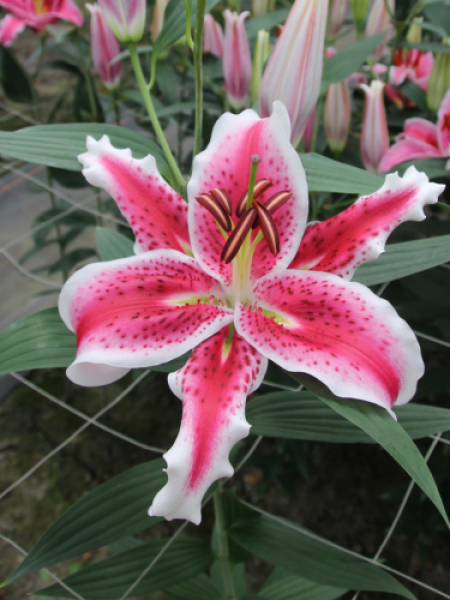 Lily 'Stardancer'
