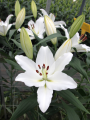 Lily 'Trevi'