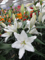 Longiflorum x Oriental Lily Trevi