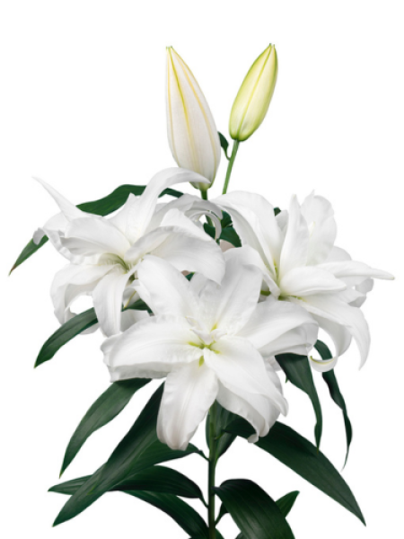 Roselily 'Aretha'