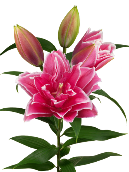 Roselily 'Mathilda'