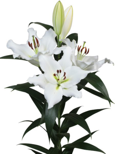 Lily 'Endios'