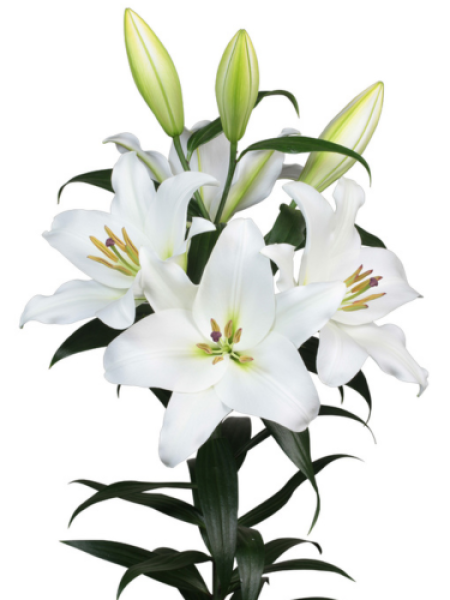 Lily 'Le Pristine'
