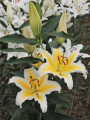 Nessa Oriental Lily