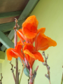 Canna Lily Orange