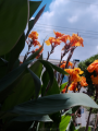 Orange Canna