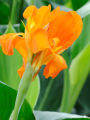Orange Canna (Pack of 3)