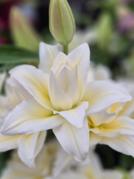 Roselily 'Irvana'