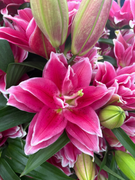 Roselily 'Manouska'