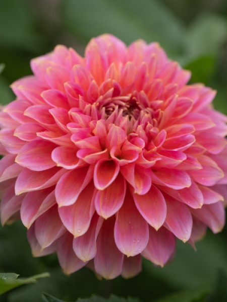 Dahlia 'Rina Bredie'