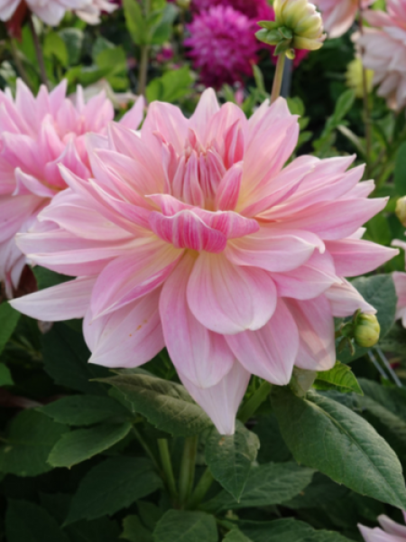 Dahlia 'Fairway Pilot'