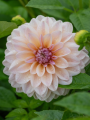 Dahlia ‘Sturm Sweet Maria’