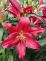Lily 'Altesino'