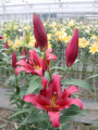 Oriental Trumpet Lily Bacca