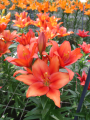 Lily Amber Waves