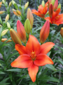 LA Lily Amber Waves