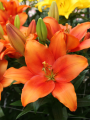 Longiflorum Asiatic Lily Amber Waves
