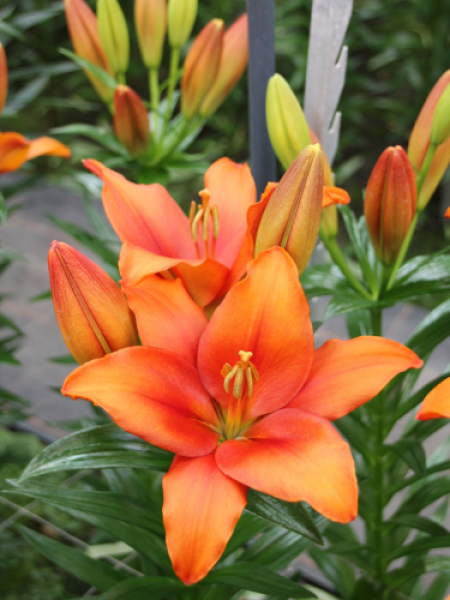 Lily 'Amber Waves'