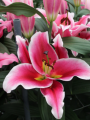 Lily 'Balaton'