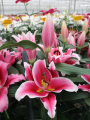 OT Lily Balaton