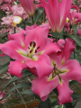 Lily Batavia