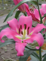 OT Lily Batavia