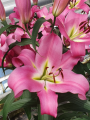 Lily 'Batavia'