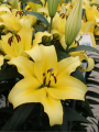 OT Bellville Lily