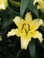 Bellville Lily
