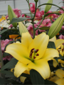 OT Bellville Lily