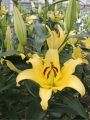 Bellville Lily