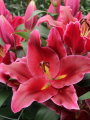 Large Lilies Cabouco