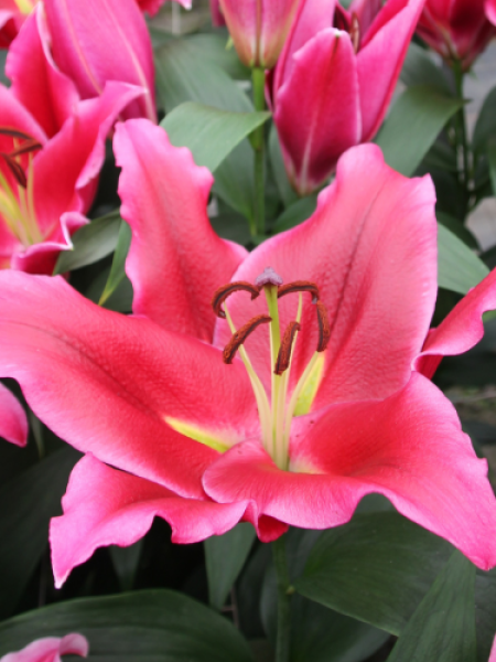 Lily 'Cabouco'