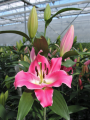 Orienpet Lily Chiasso