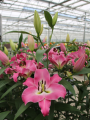 Lilium Chiasso