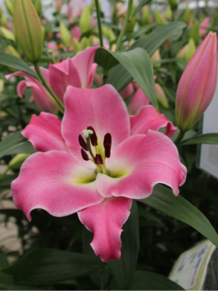 Lily 'Chiasso'
