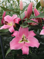 Lily 'Corinthe'