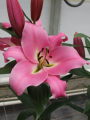 Orienpet Lily Corinthe