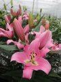 Corinthe OT Lily
