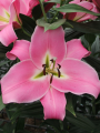 OT Lily Corinthe