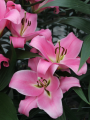 Corinthe Scented Lily