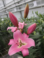 Corinthe Lily