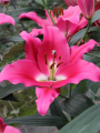 Lily 'Infentus'