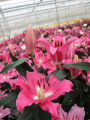 Infentus Lily