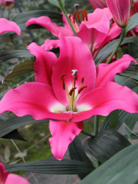 Lily 'Infentus'
