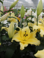 Monchique Lily