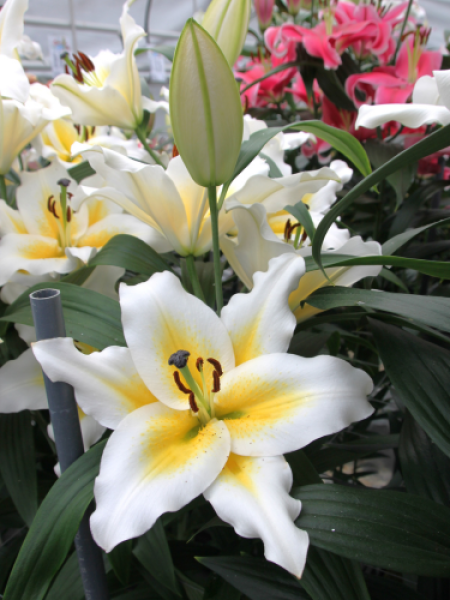 Lily 'Villarica'
