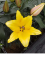 OT Yellow Lily Sainz